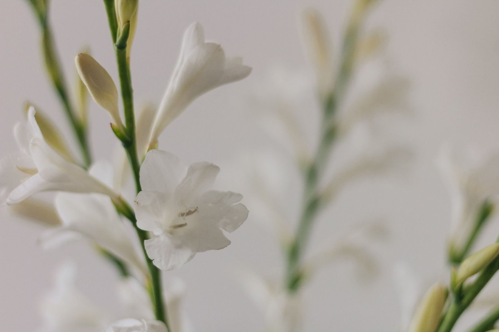 Saunatonne im Garten: Was vor der Planung wichtig ist